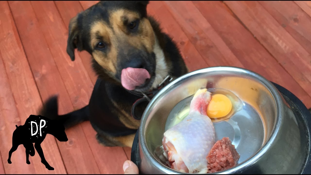 is chicken good for a dog